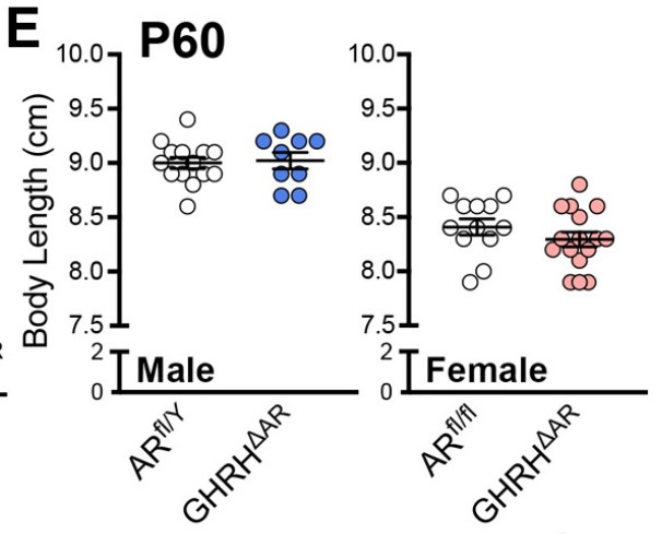 Body length at P60 in GHRHΔAR versus ARfl-Y males and GHRHΔAR versus ARfl-fl females.jpg